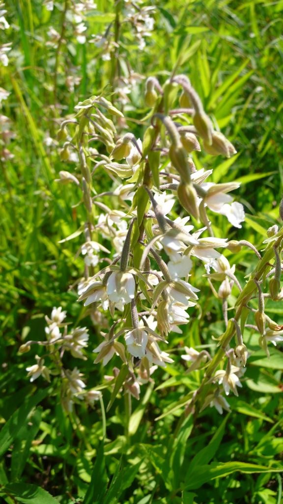 Epipactis palustris