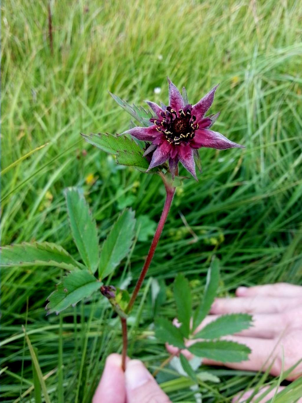 Potentilla palustris / Cinquefoglia delle paludi