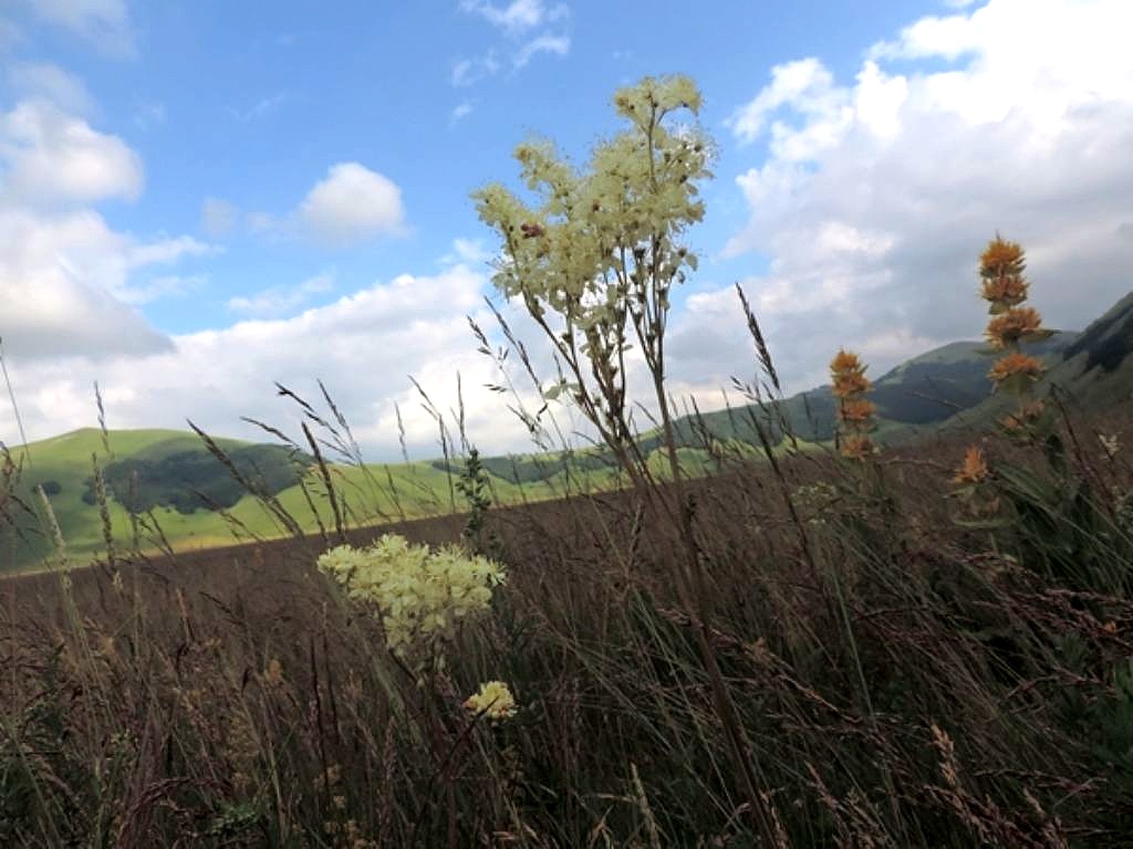 Filipendula vulgaris