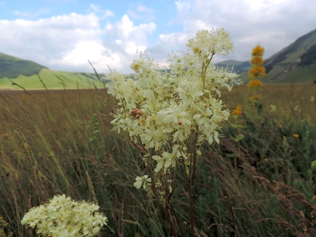 Filipendula vulgaris