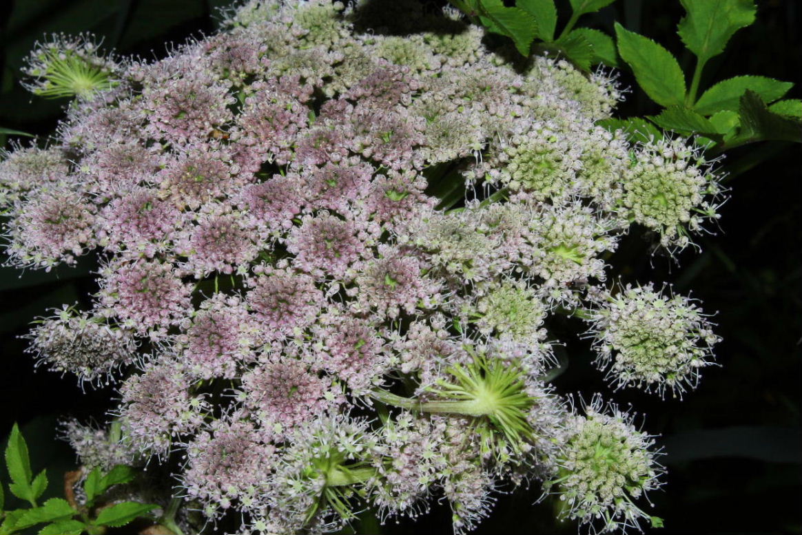 Angelica sylvestris / Angelica selvatica