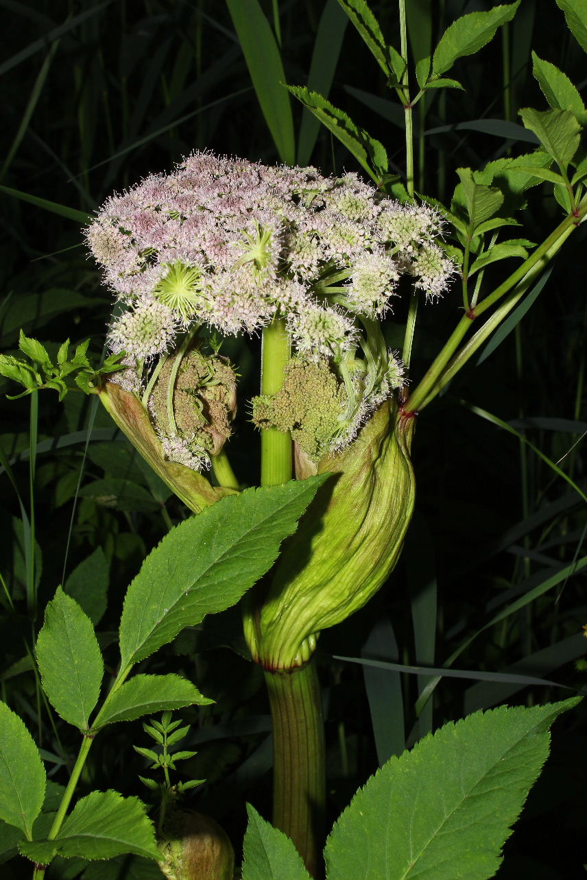 Angelica sylvestris / Angelica selvatica