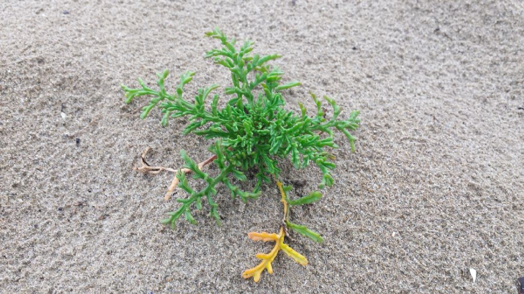 Grassa da spiaggia....: Cakile maritima  ( Brassicaceae)