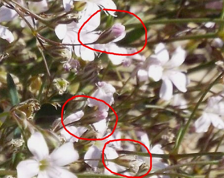 Silene rupestris ?   No,  Gypsophila repens (Caryophillaceae)