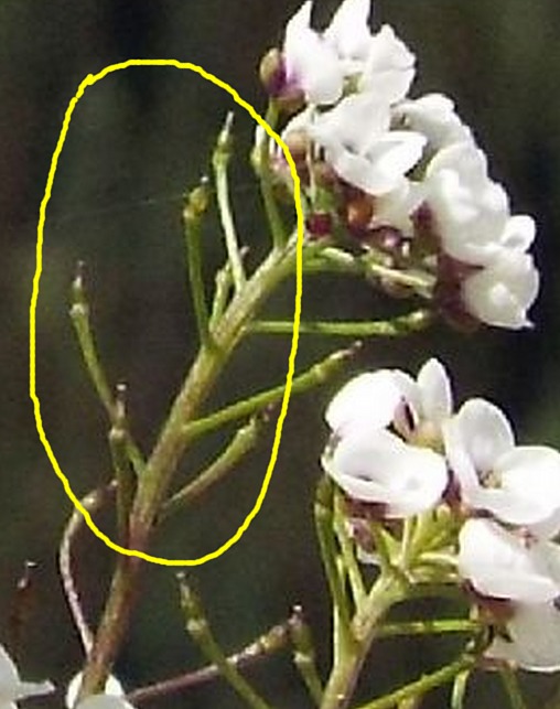 Lobularia maritima (Brassicaceae)