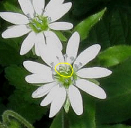 Stellaria aquatica