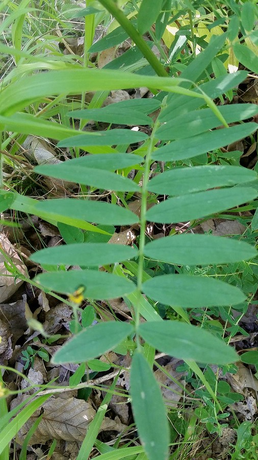 Galega officinalis  (Fabaceae)