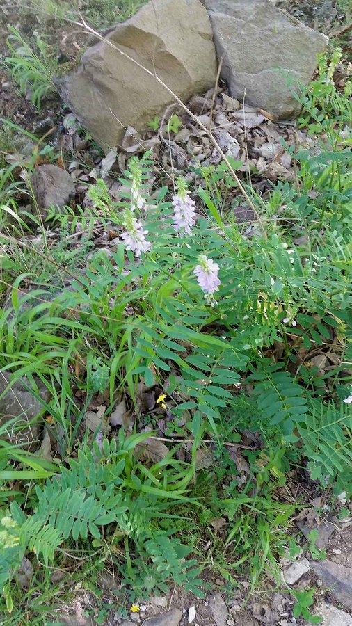 Galega officinalis  (Fabaceae)