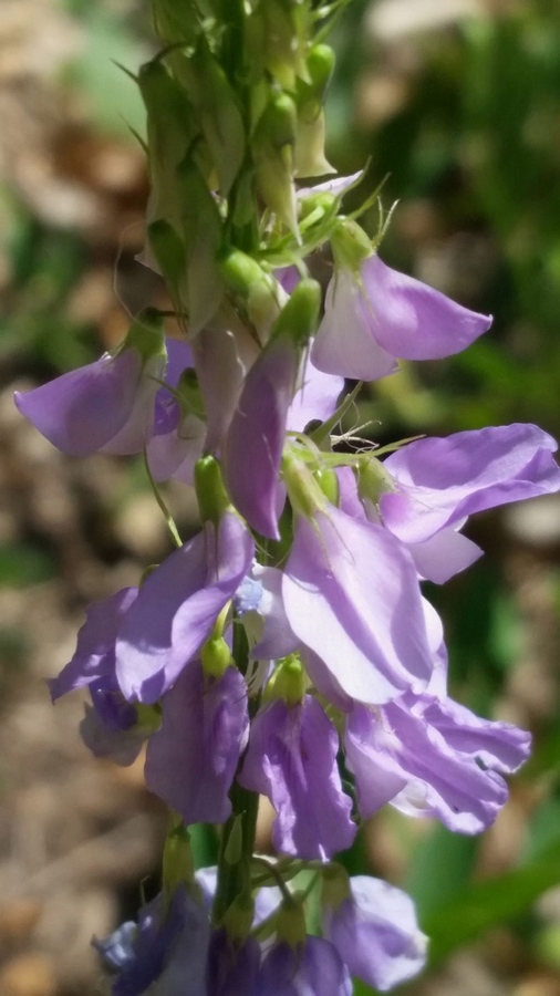 Galega officinalis  (Fabaceae)