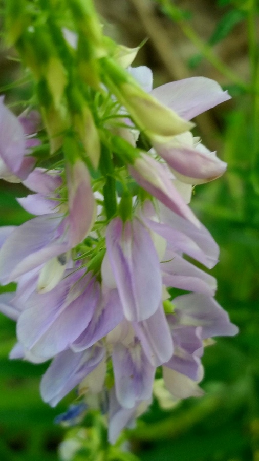 Galega officinalis  (Fabaceae)