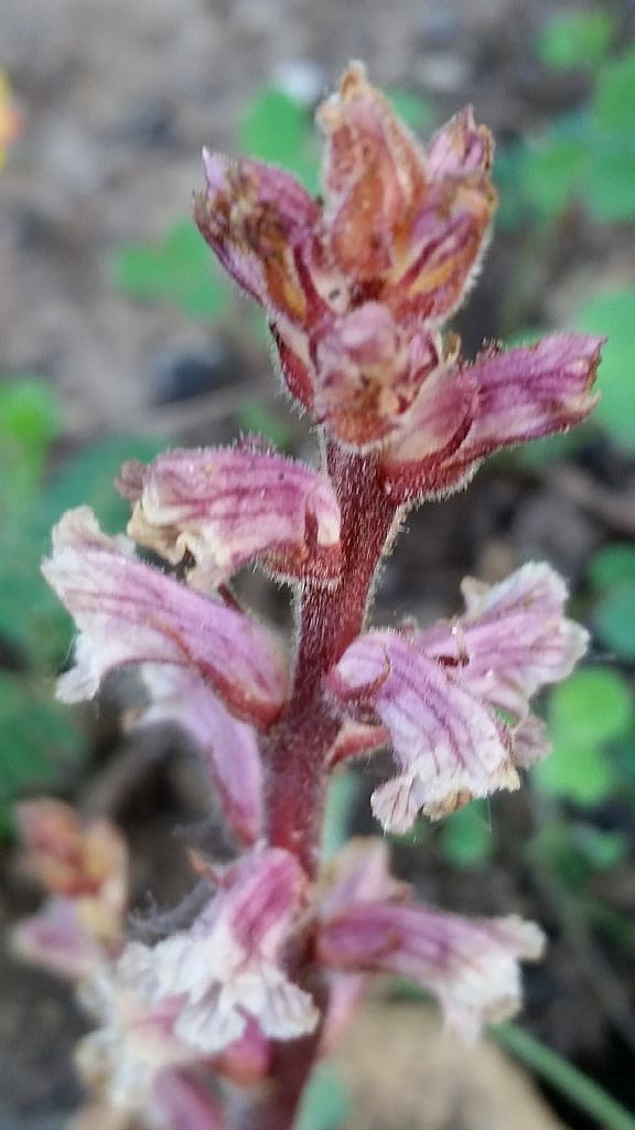 Orobanche minor