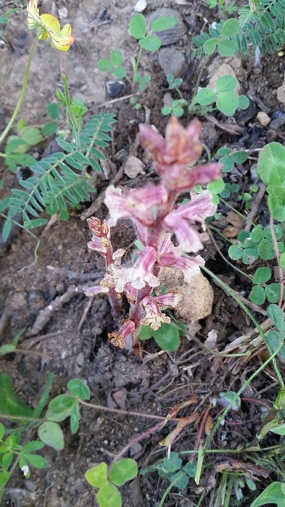 Orobanche minor