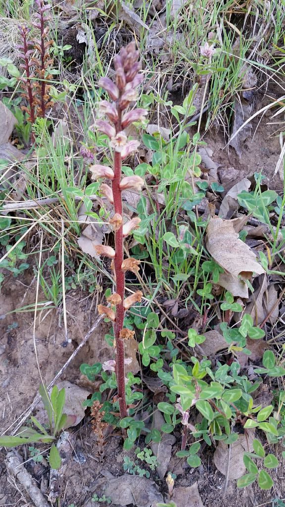 Orobanche minor