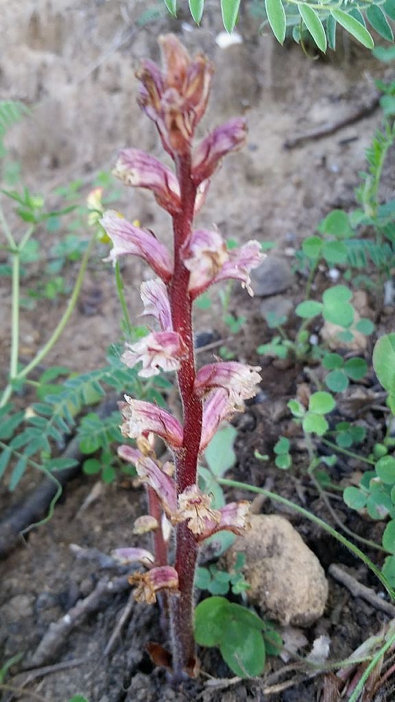 Orobanche minor