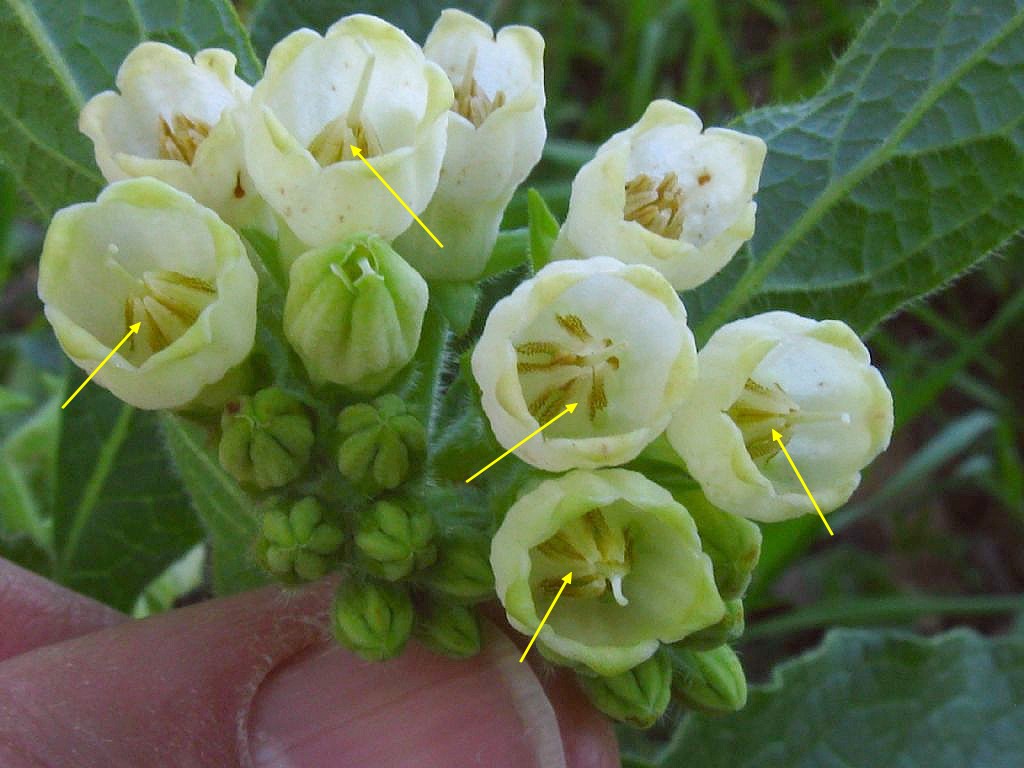 Symphytum tuberosum?  No! Symphytum officinale L.