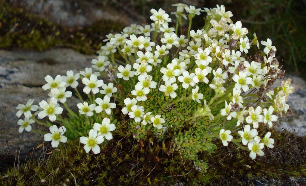 Saxifraga muscoides / Sassifraga muscosa