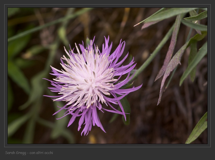 Centaurea ambigua e C. tenoreana dalla Majella