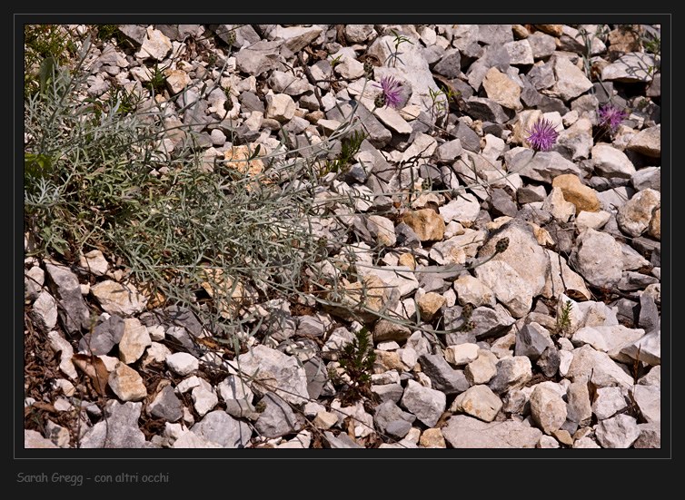 Centaurea ambigua e C. tenoreana dalla Majella