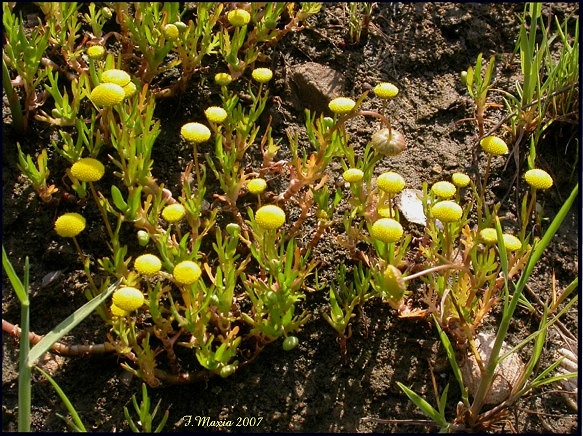 Cotula coronopifolia / Margherita sudafricana