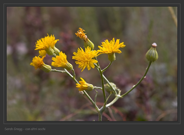 Crepis lacera / Radicchiella laziale