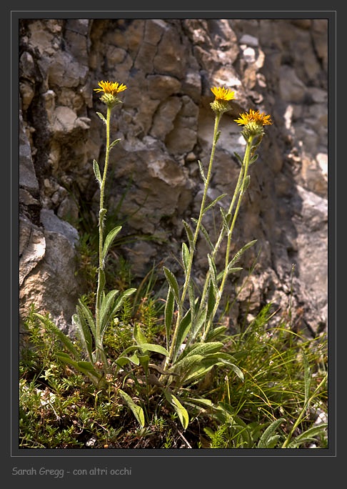 Pentanema montanum (=Inula montana) / Enula montana