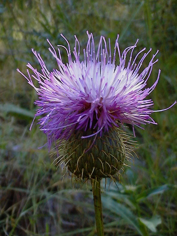 Klasea flavescens subsp. cichoracea (=Serratula cichoracea)/ Cerretta spinulosa