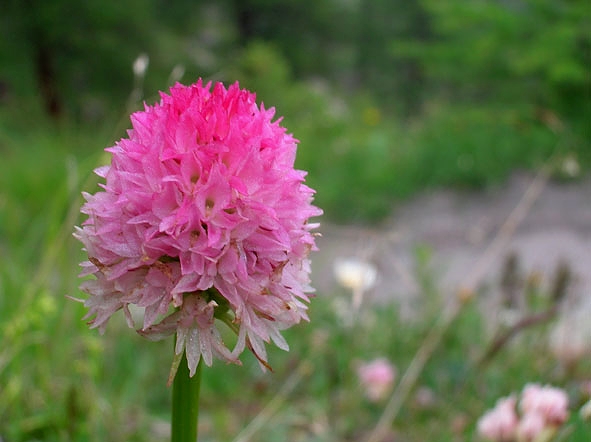 Nigritella corneliana / Nigritella di Cornelia Rudio