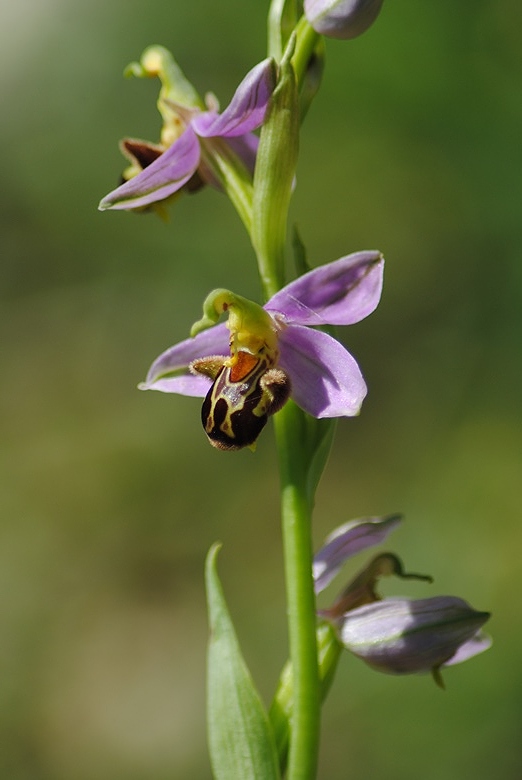 Ophrys apifera