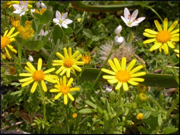 Jacobaea delphiniifolia (=Senecio delphinifolius )