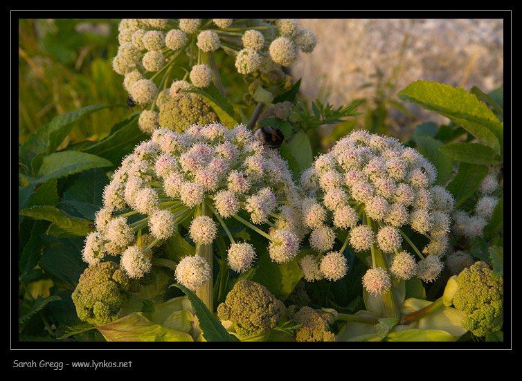 Angelica sylvetris / Angelica selvatica