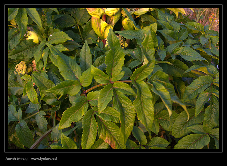 Angelica sylvetris / Angelica selvatica