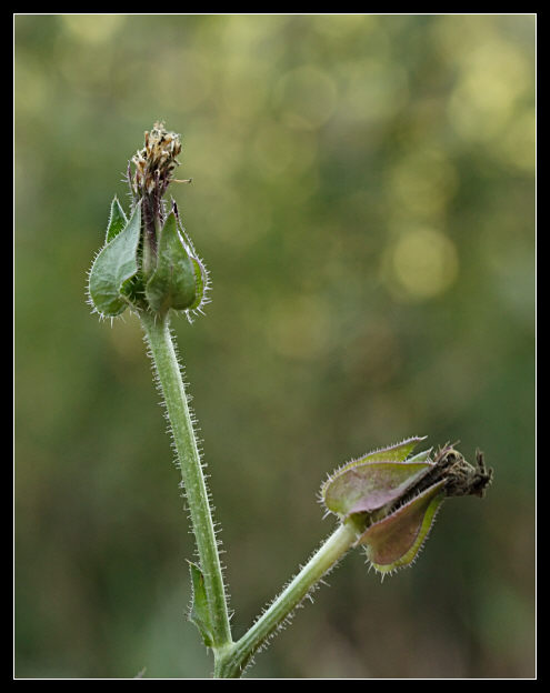 Helminthotheca echioides / Aspraggine volgare