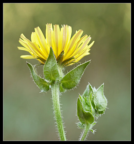 Helminthotheca echioides / Aspraggine volgare