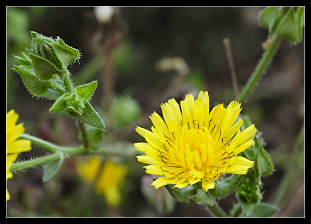 Helminthotheca echioides / Aspraggine volgare