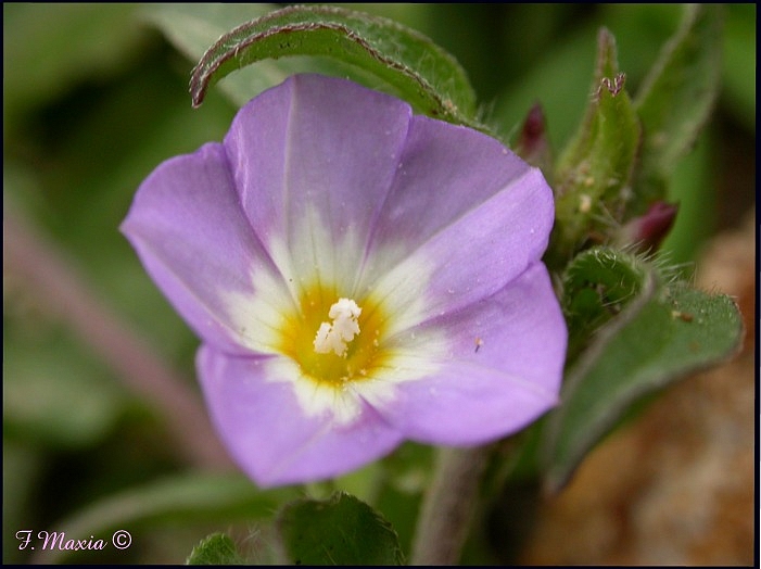 Convolvulus pentapetaloides / Vilucchio a cinque petali