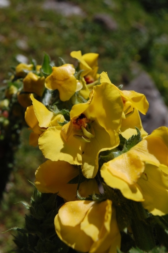 Verbascum creticum / Verbasco del Patriarca