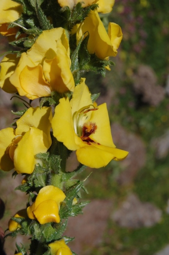 Verbascum creticum / Verbasco del Patriarca