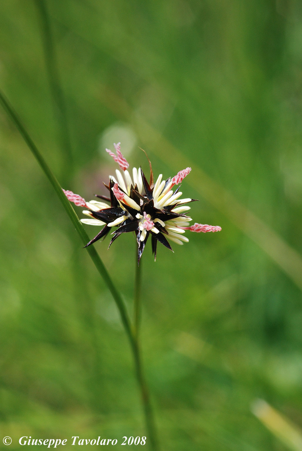 Juncus jacquinii / Giunco di Jacquin