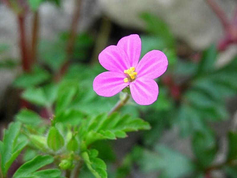 Geranium purpureum / Geranio purpureo