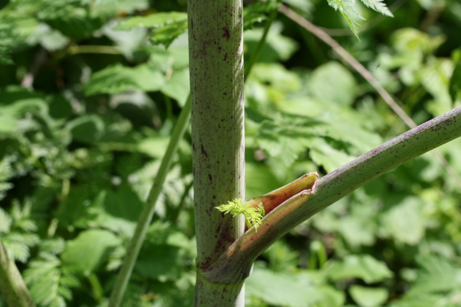 Conium maculatum / Cicuta maggiore