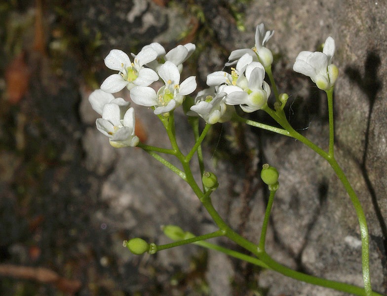 Kernera saxatilis / Coclearia delle rupi