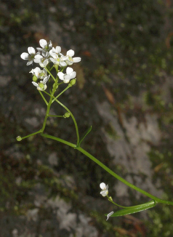 Kernera saxatilis / Coclearia delle rupi