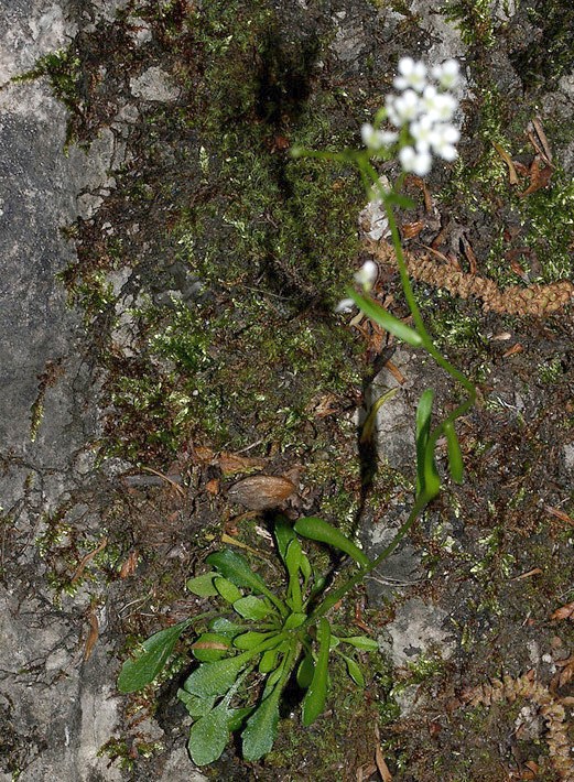 Kernera saxatilis / Coclearia delle rupi