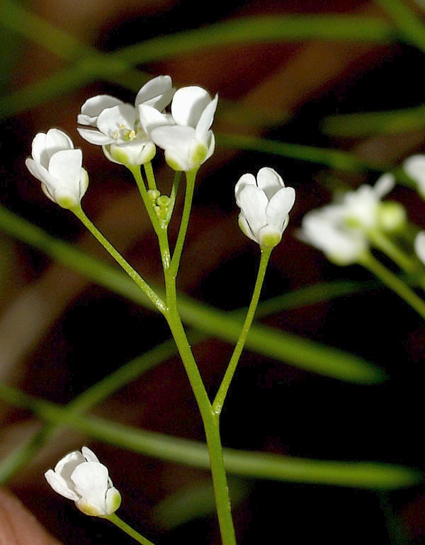 Kernera saxatilis / Coclearia delle rupi