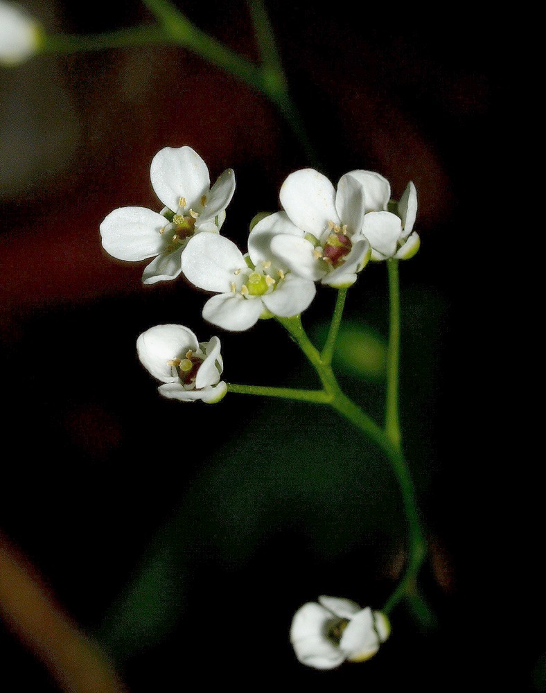 Kernera saxatilis / Coclearia delle rupi