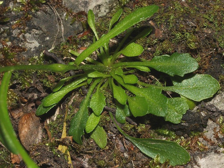 Kernera saxatilis / Coclearia delle rupi