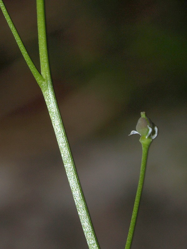 Kernera saxatilis / Coclearia delle rupi