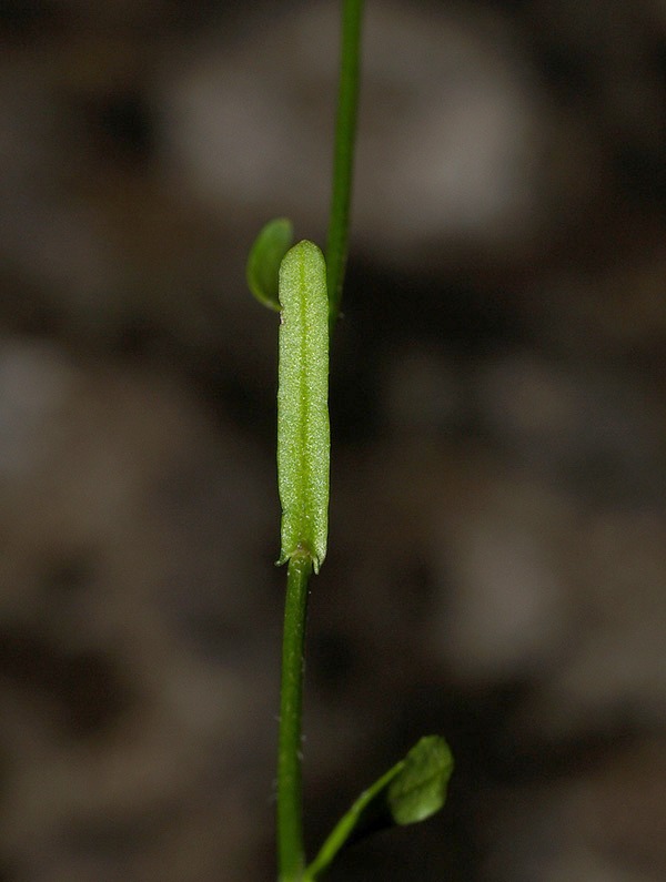 Kernera saxatilis / Coclearia delle rupi