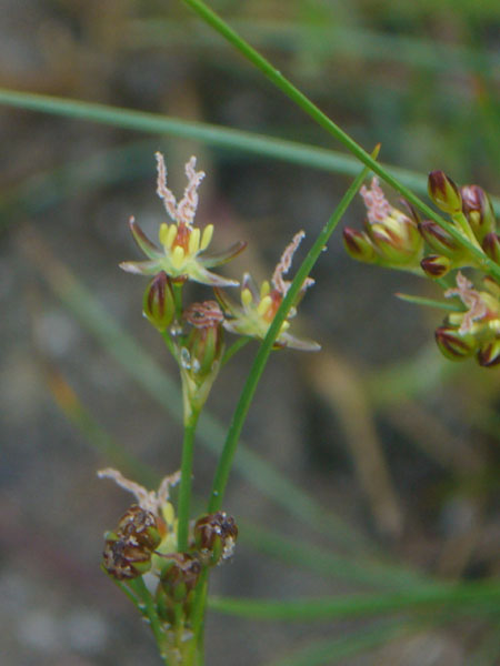 Juncus gerardii / Giunco di Grard