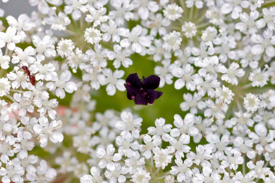 mistero dell''ombrellifera - Daucus carota